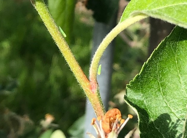 Leafhoppers on apple